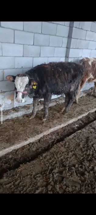 Ургашы бузаулар сатылады