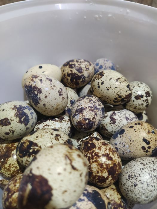 Бөдене жұмыртқасы.(перепелинное яйцо)