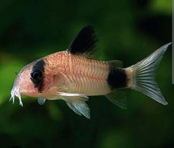 Продам аквариумных рыбок