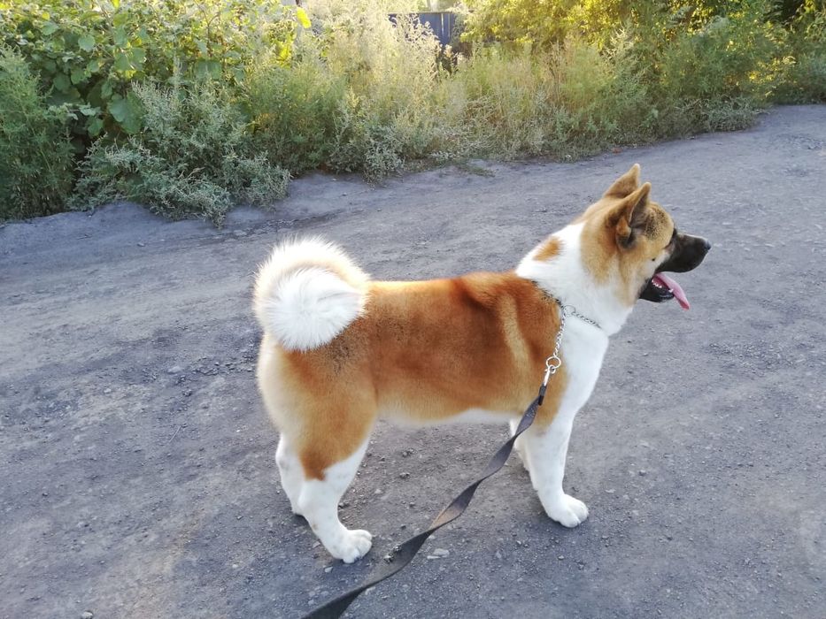 Американская Акита