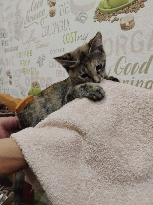 Срочно! В хорошие руки пристраивается домашний котёнок-подрост