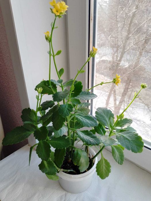 Продам цветок Каланхое