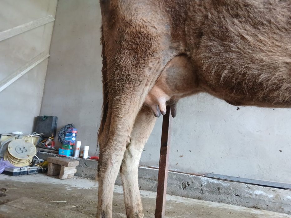 Бұзаулы сиыр сатылады.