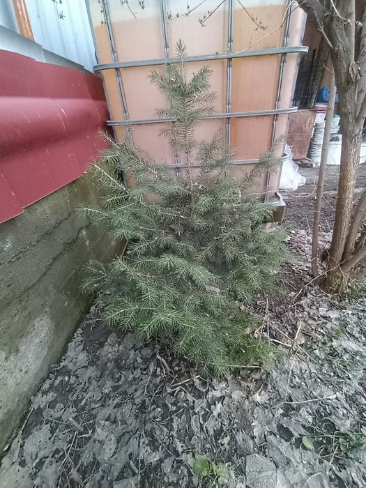 Ель продам, высота около 1 метра