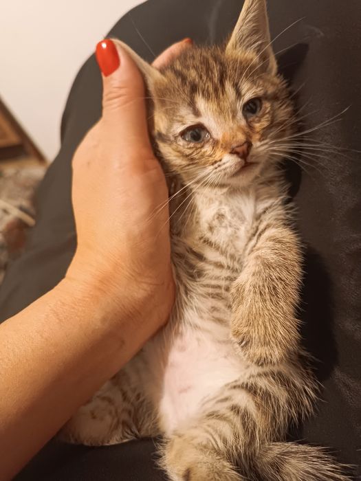 Котенок девочка ,ей 1,5 месяцев