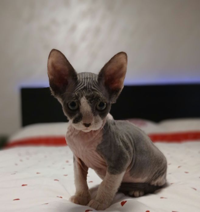 Fetiță sphinx/sfinx deosebita
