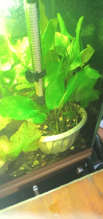 Аквариумные растения