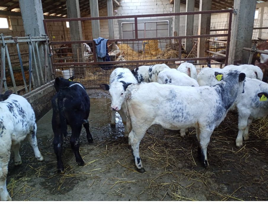 Vand 30 vitei Belgieni si Baltati