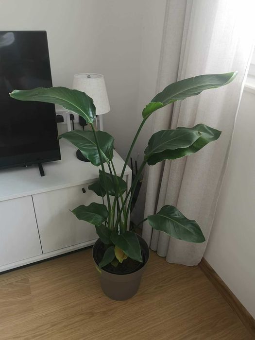 Стрелиция Николай (Strelitzia Nicolai) – живо растение, около 100 см