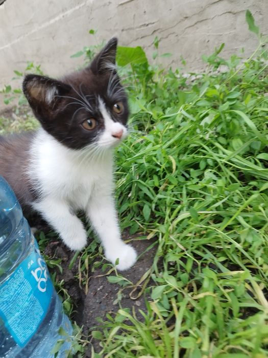 Отдам котенка очень доброму человеку
