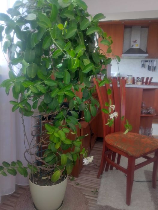 Продавам цветя в саксия