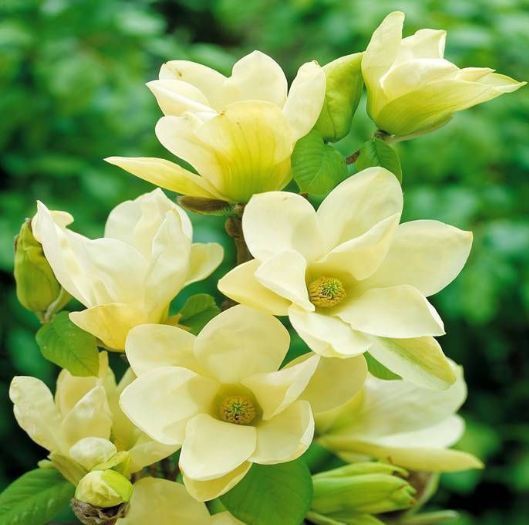 Magnolia Yello River