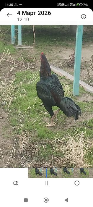 Сатлады срочна..