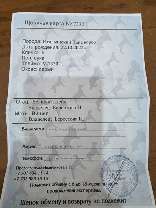 щенки Кане корсо