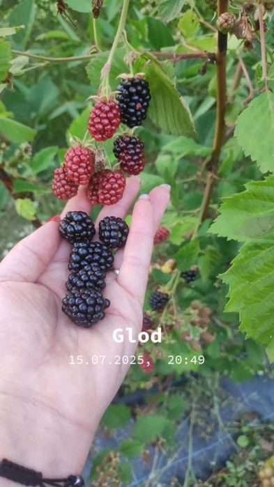 Vand mure din plantatiie proprie