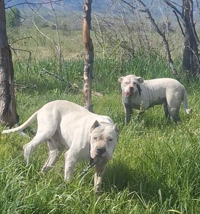 Mascul.Dog Argentinian
