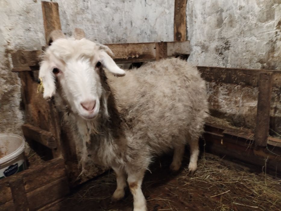 Ешкы сатылады.                ..