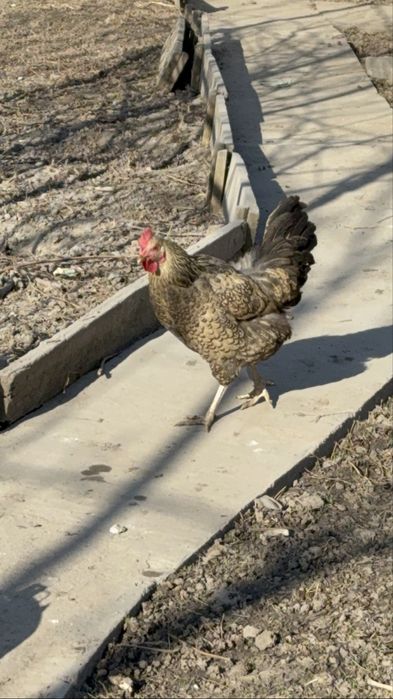 Кучинская юбилейнаяСицевая