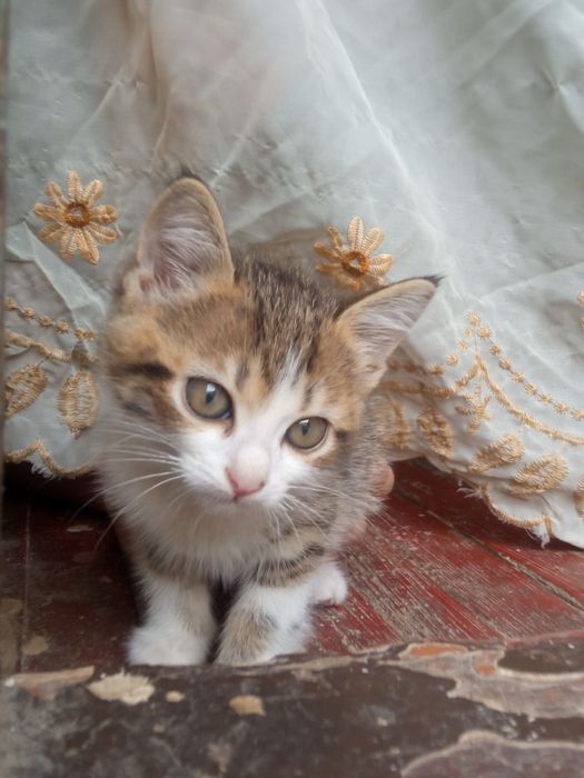 Кот домашний Икки ойлик