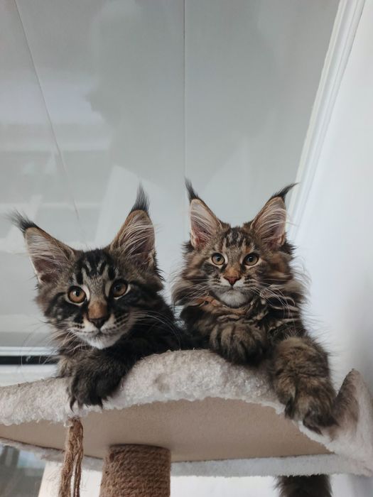 Котята Мейн Кун девочка  и мальчики
