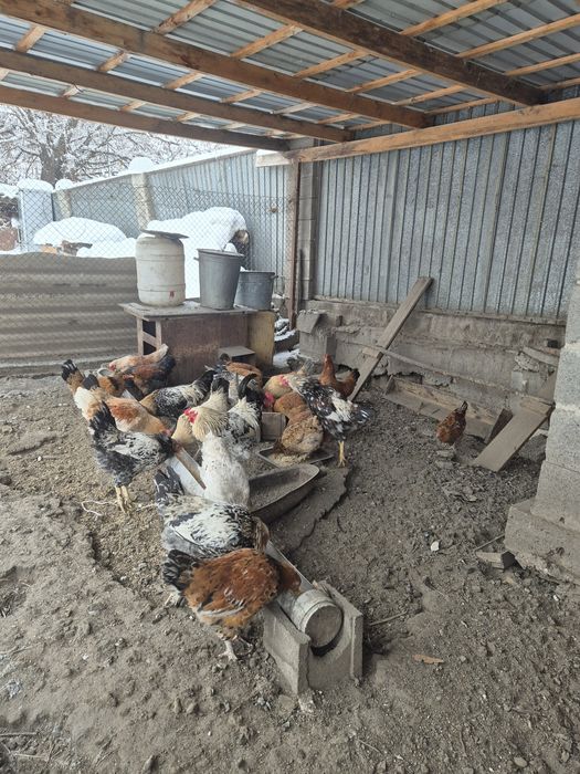 Куры, петухи молодки