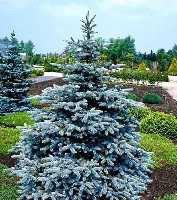 Голубая ель туя ель сибирская липа гортензия