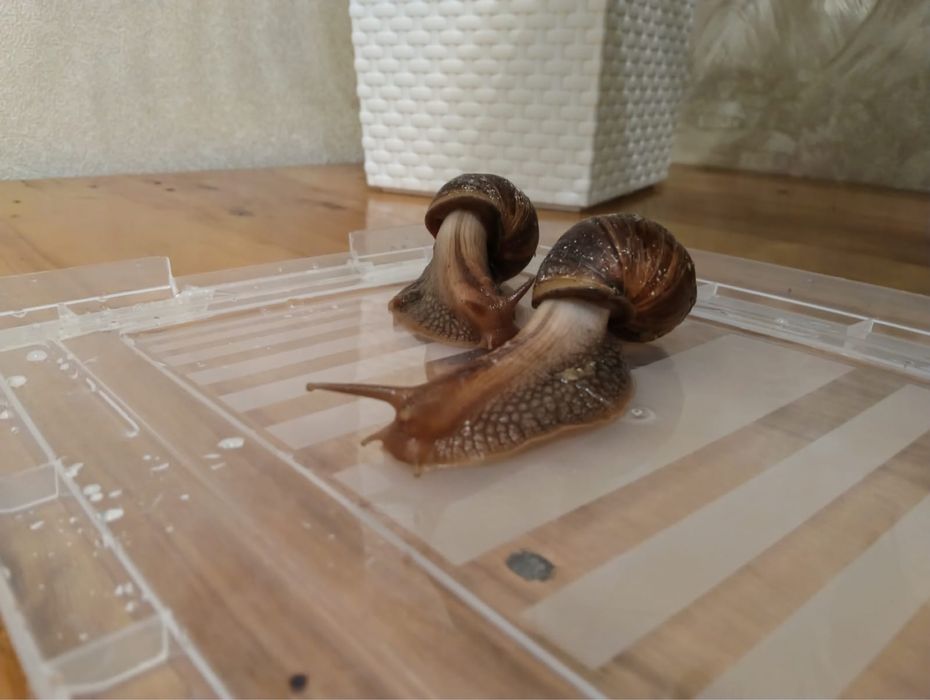 Улитки Ахатины пара, с котейнером вместе
