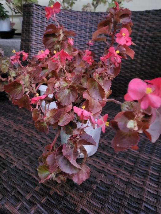 Бегония цветущая