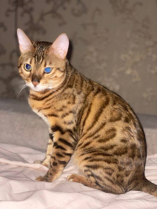 Продаётся Бенгальский кот