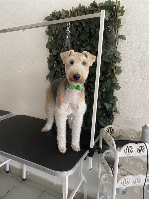 Frizerie canină Lumea lui Avy - Tuns și cosmetică profesională Craiova