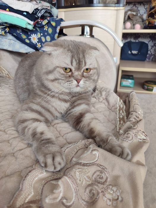 Котята вислоухие