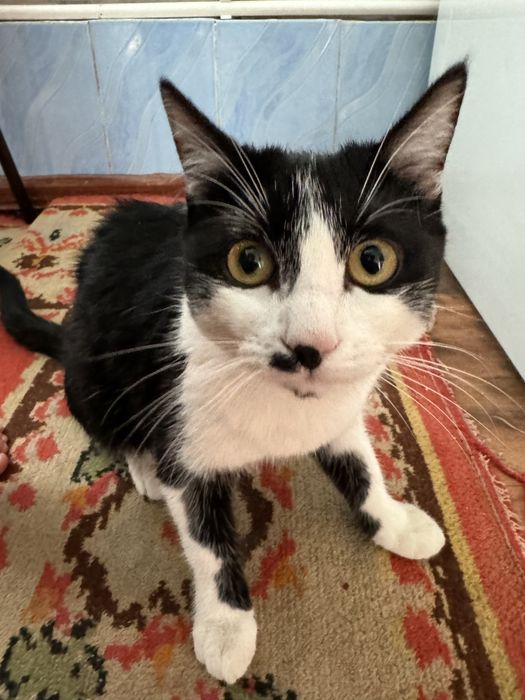 Котик мальчик ұл мысық