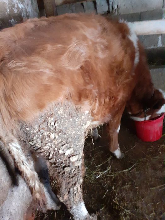 Vand tauras si vitea