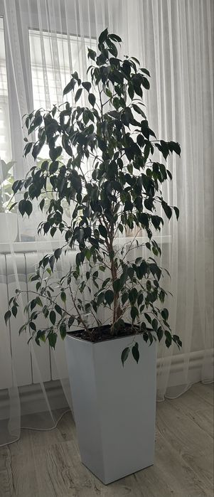 Фикус бенджамина