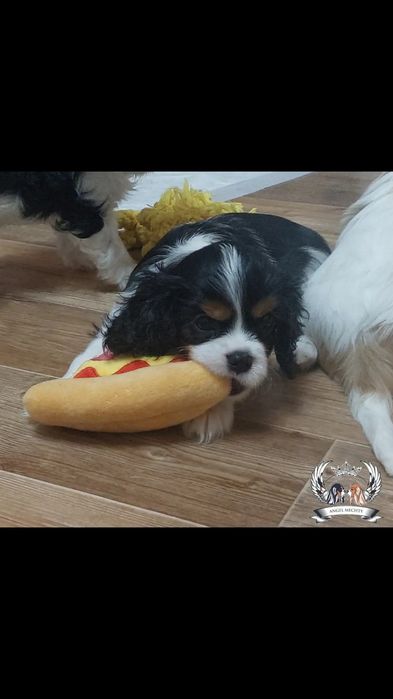 Кавалер Кинг Чарльз Спаниель