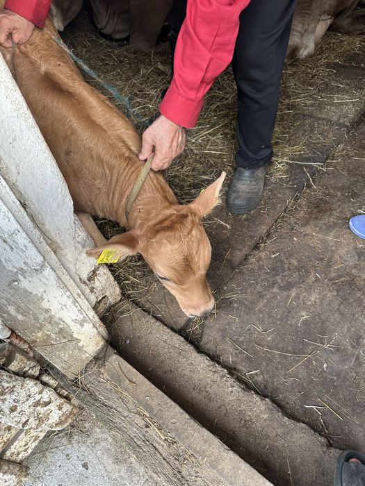 Vitel 5 saptamani angus 3000