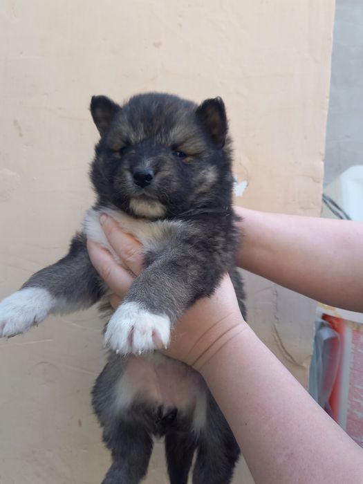 Щенки в добрые руки