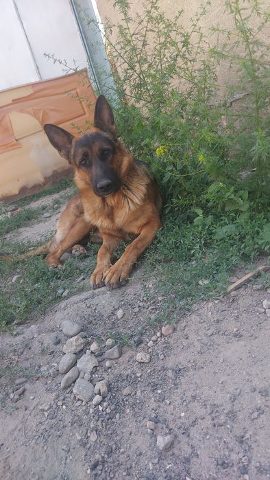 Вязка мальчик 2 года