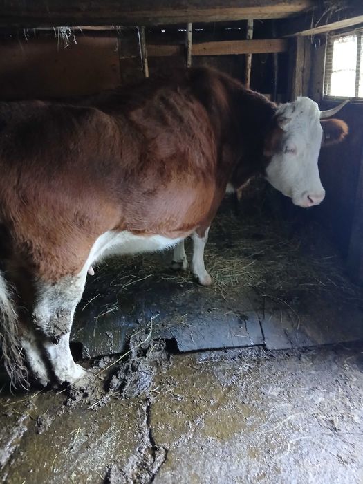 Vaca de vanzare gestanta