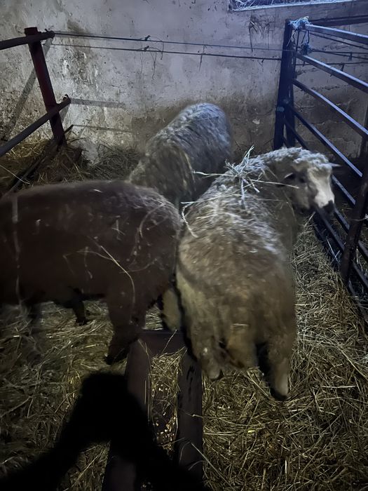 Doi berbeci de vanzare varsta un an metis carne