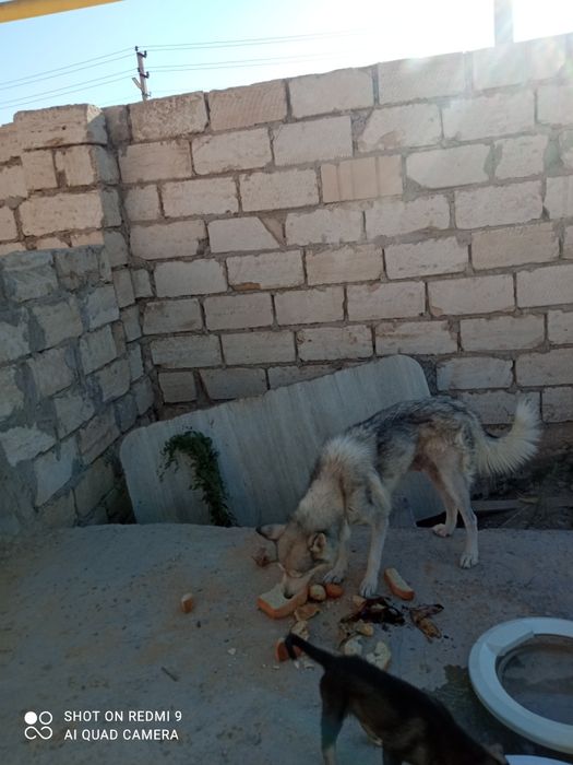 Хаски собака (бесплатно)