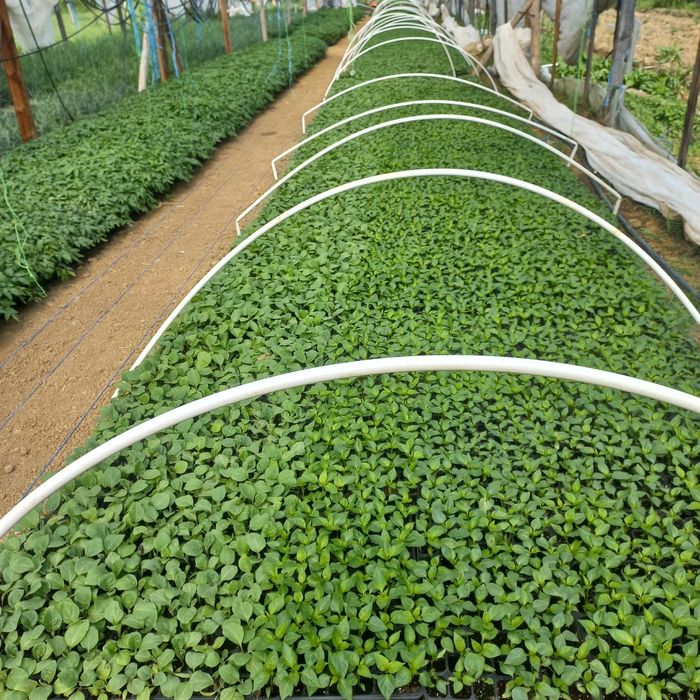 Răsaduri Renata-Bengești