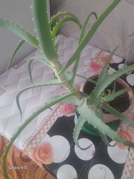 Продам алое.3 года