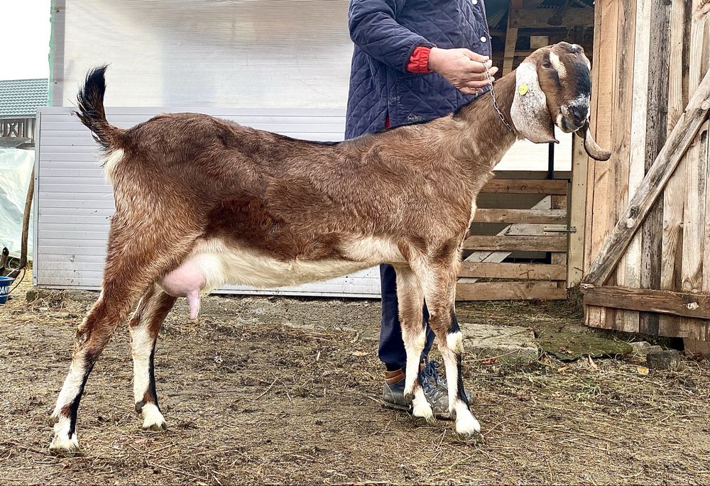 Lapte proaspat de capra