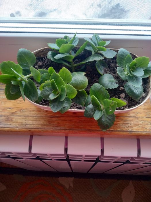 Продам комнатные цветы.