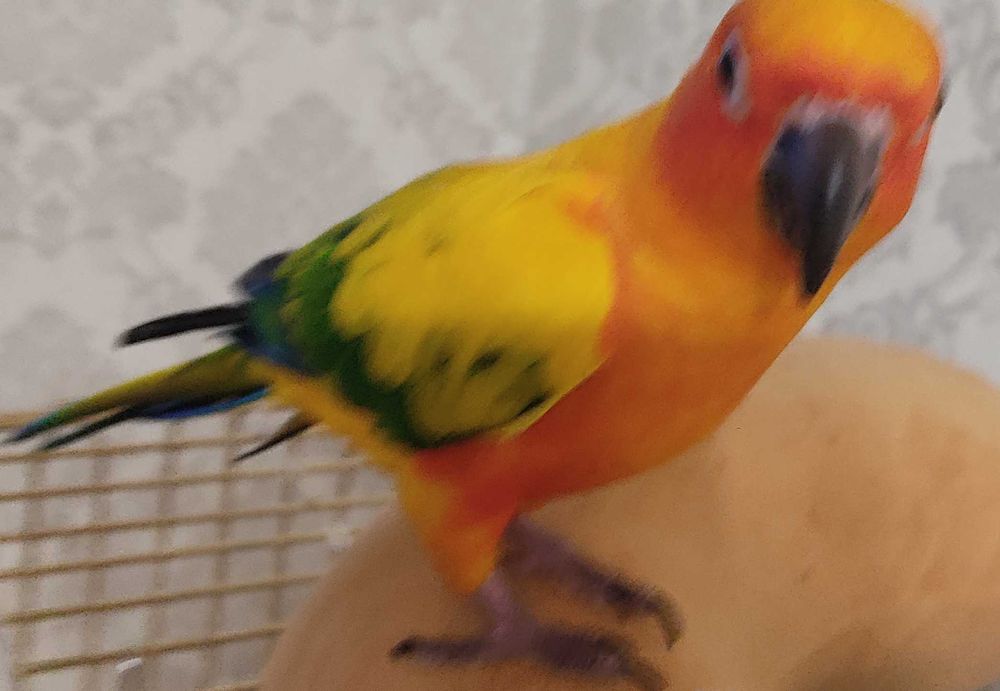 Порно үлкен сиськи қарау