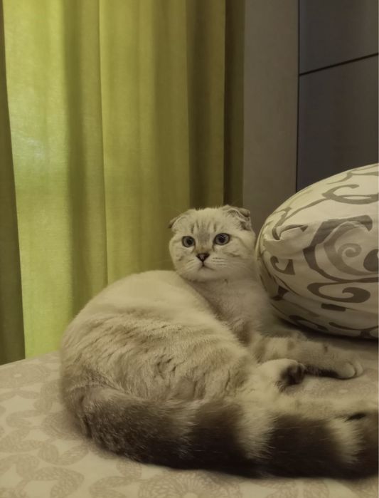 Вислоухий шотландец