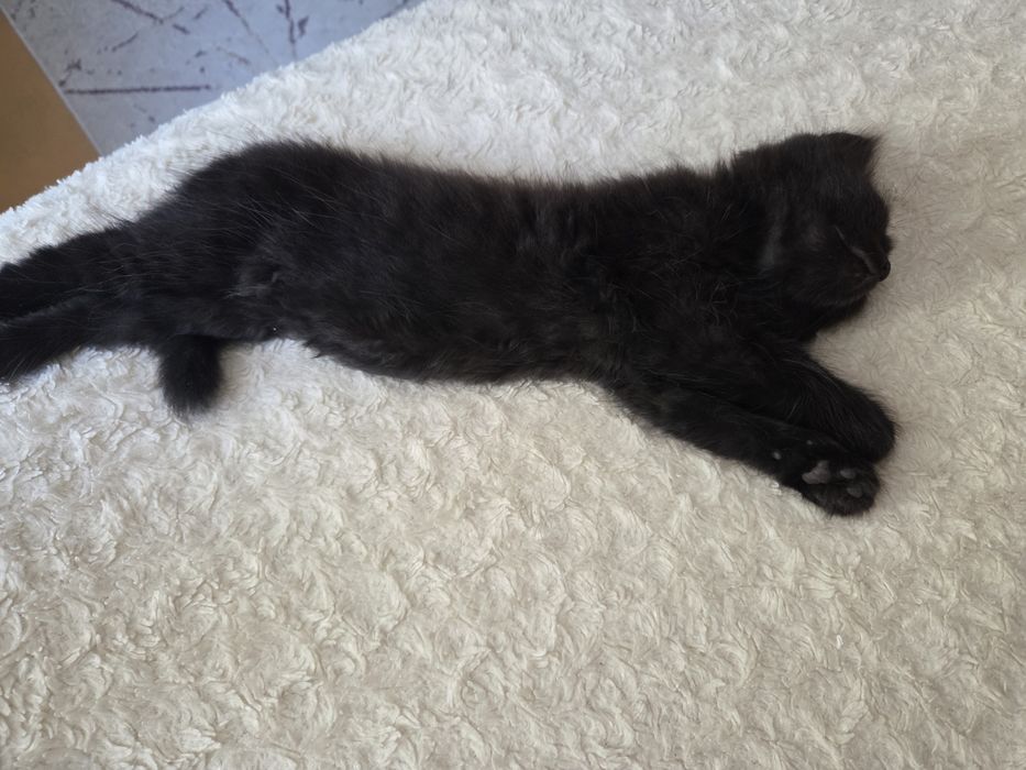 Отдаем котят бесплатно