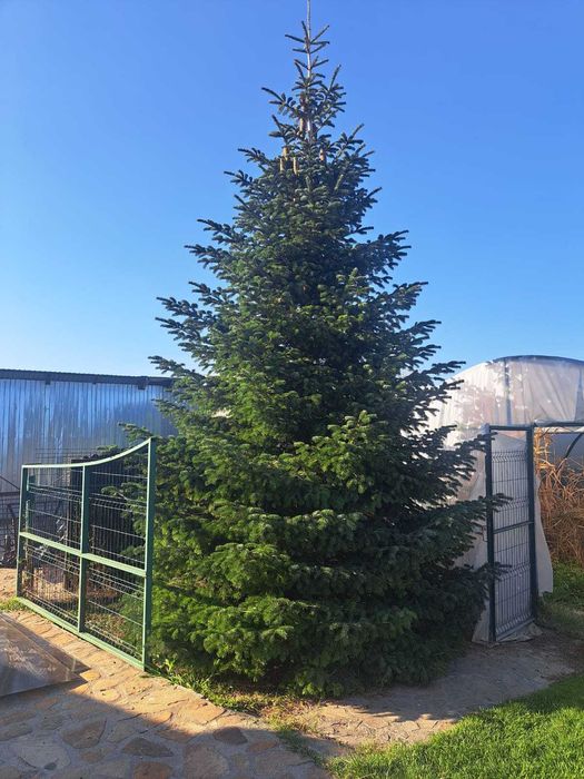 Piatra de munte, gratare de caramida si plante