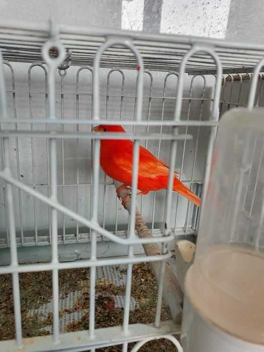 Canari Rosi , Hibrizi de sticlete de petrusel de vanzare